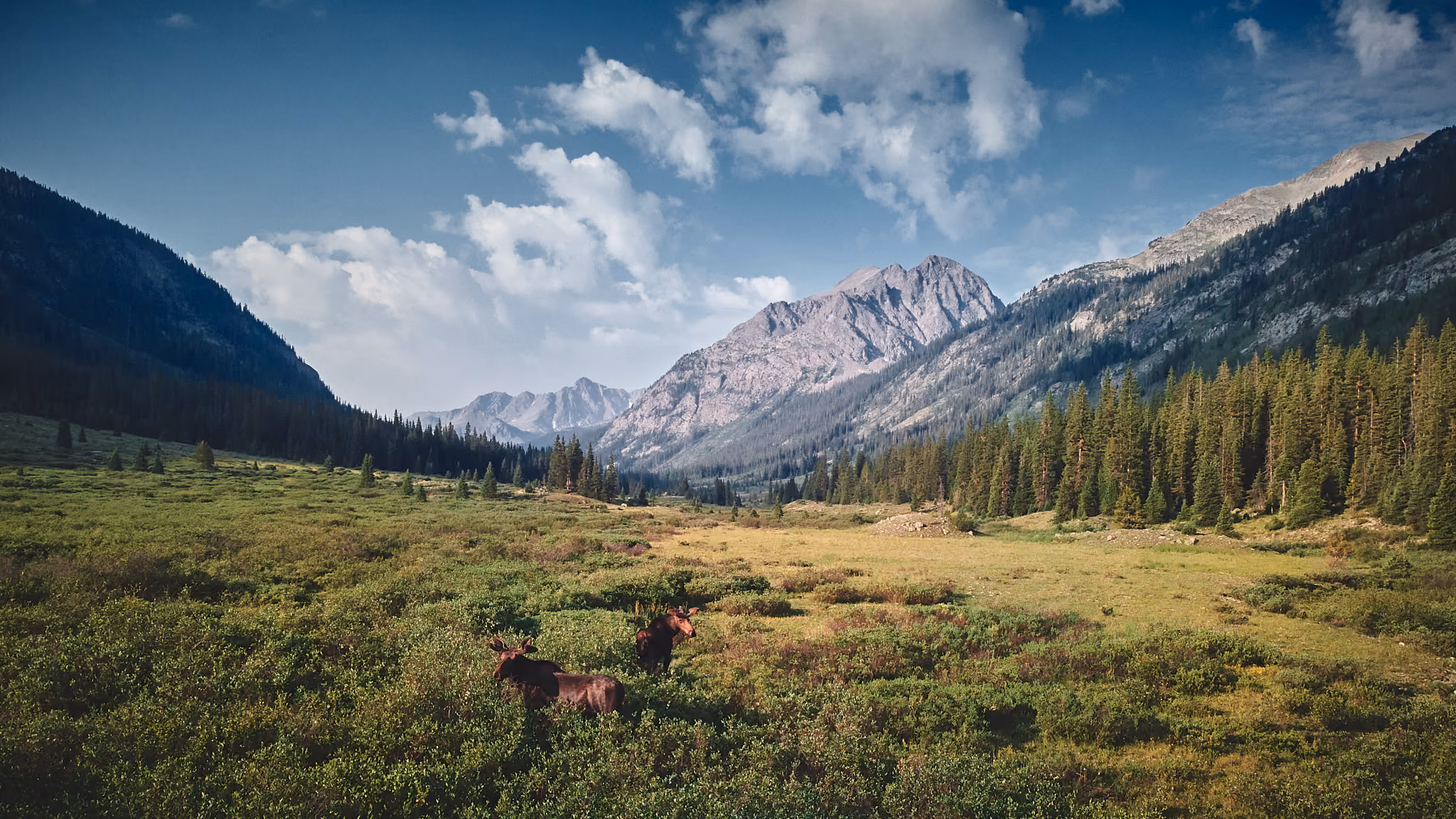 White River Natl. Forest, Colorado · July 2021