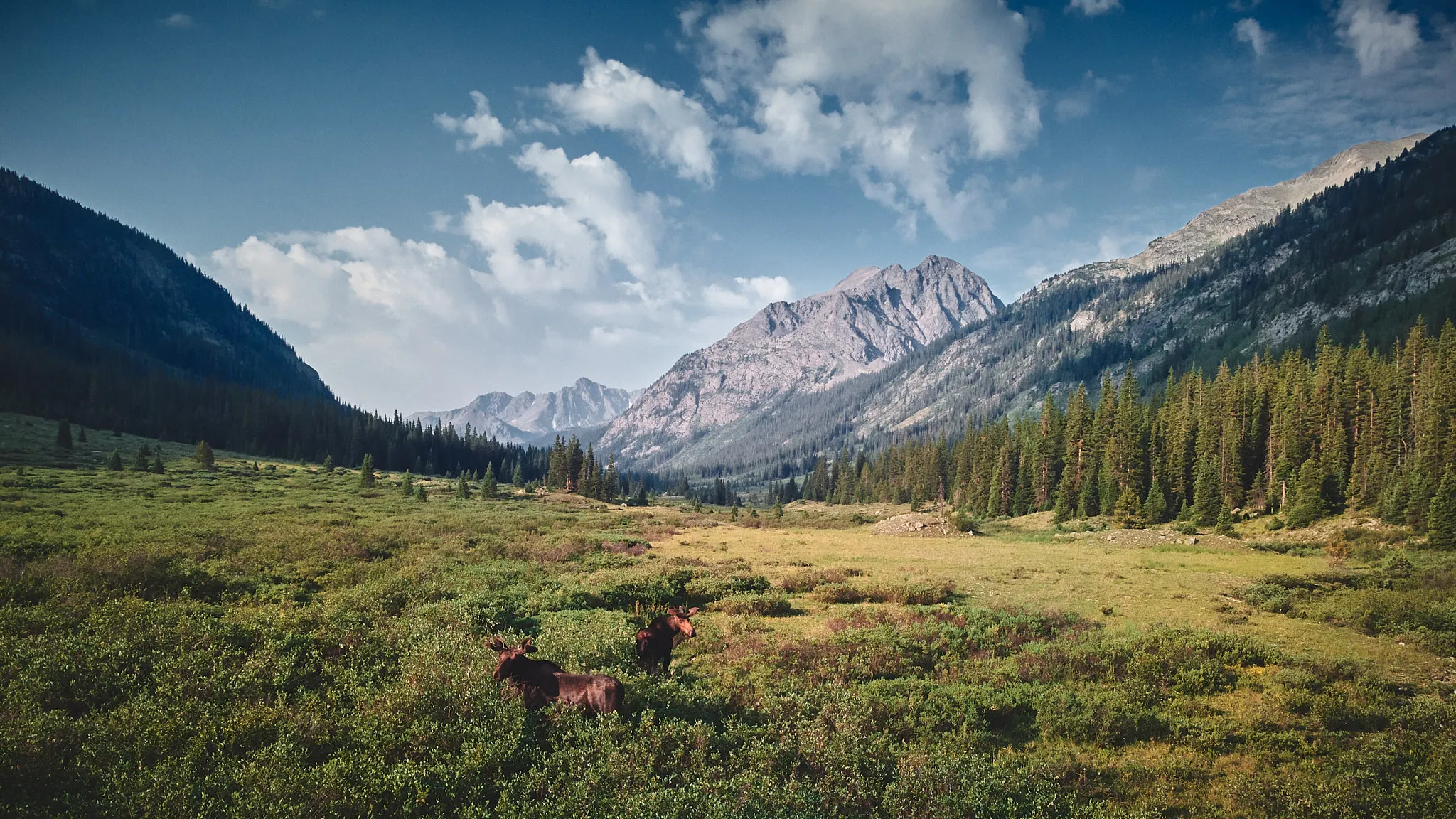 White River Natl. Forest, Colorado