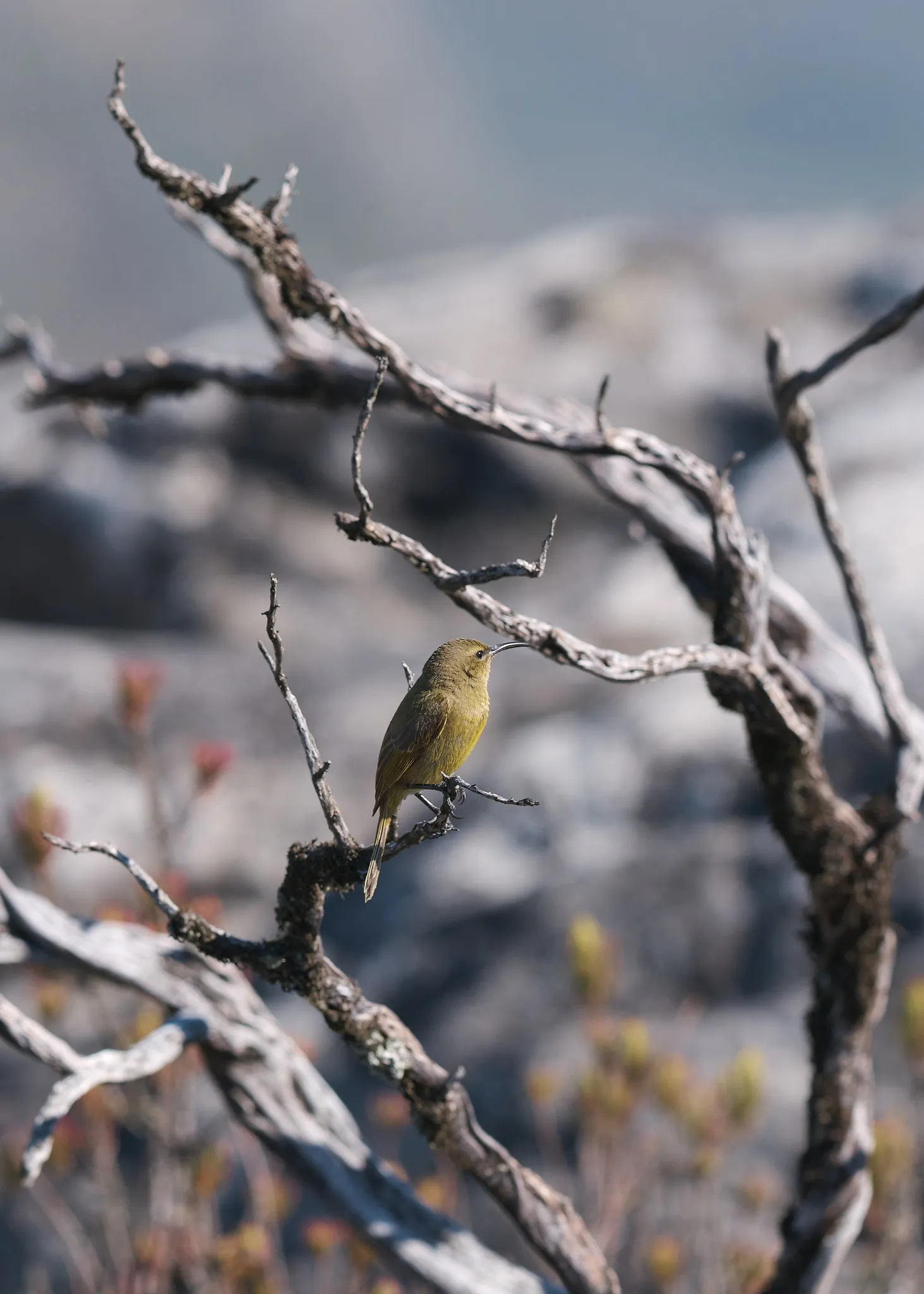 Table Mountain Natl. Park, South Africa